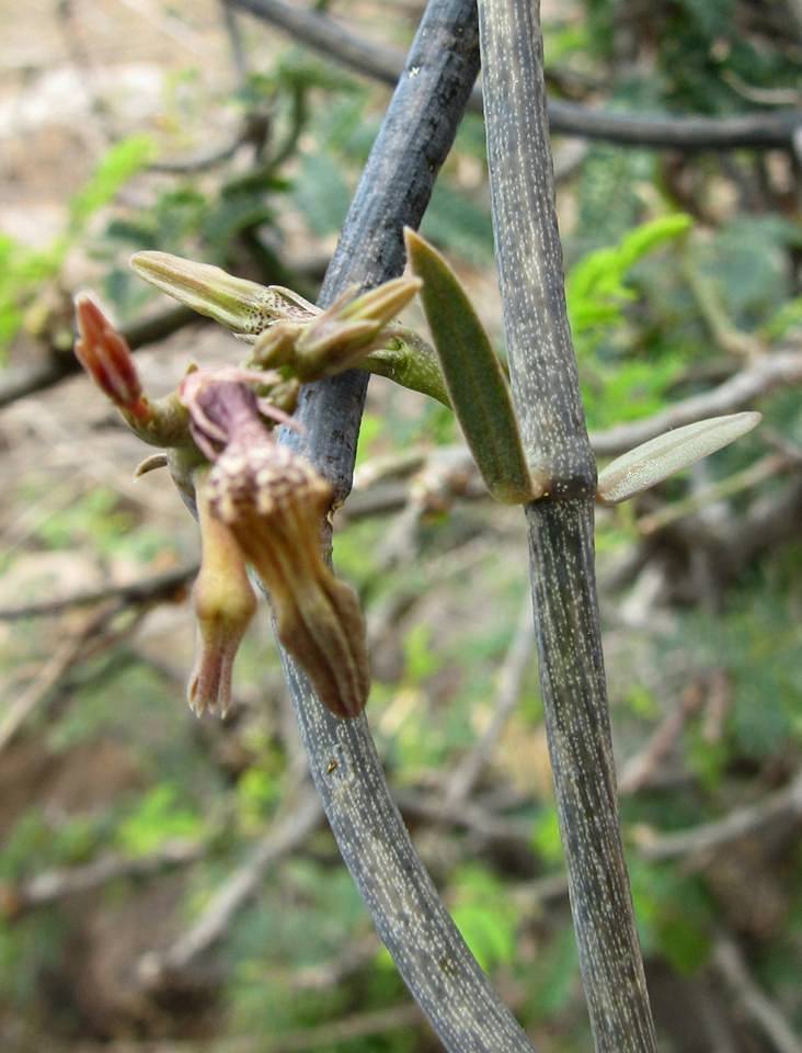 Ceropegia juncea Ceropegia juncea